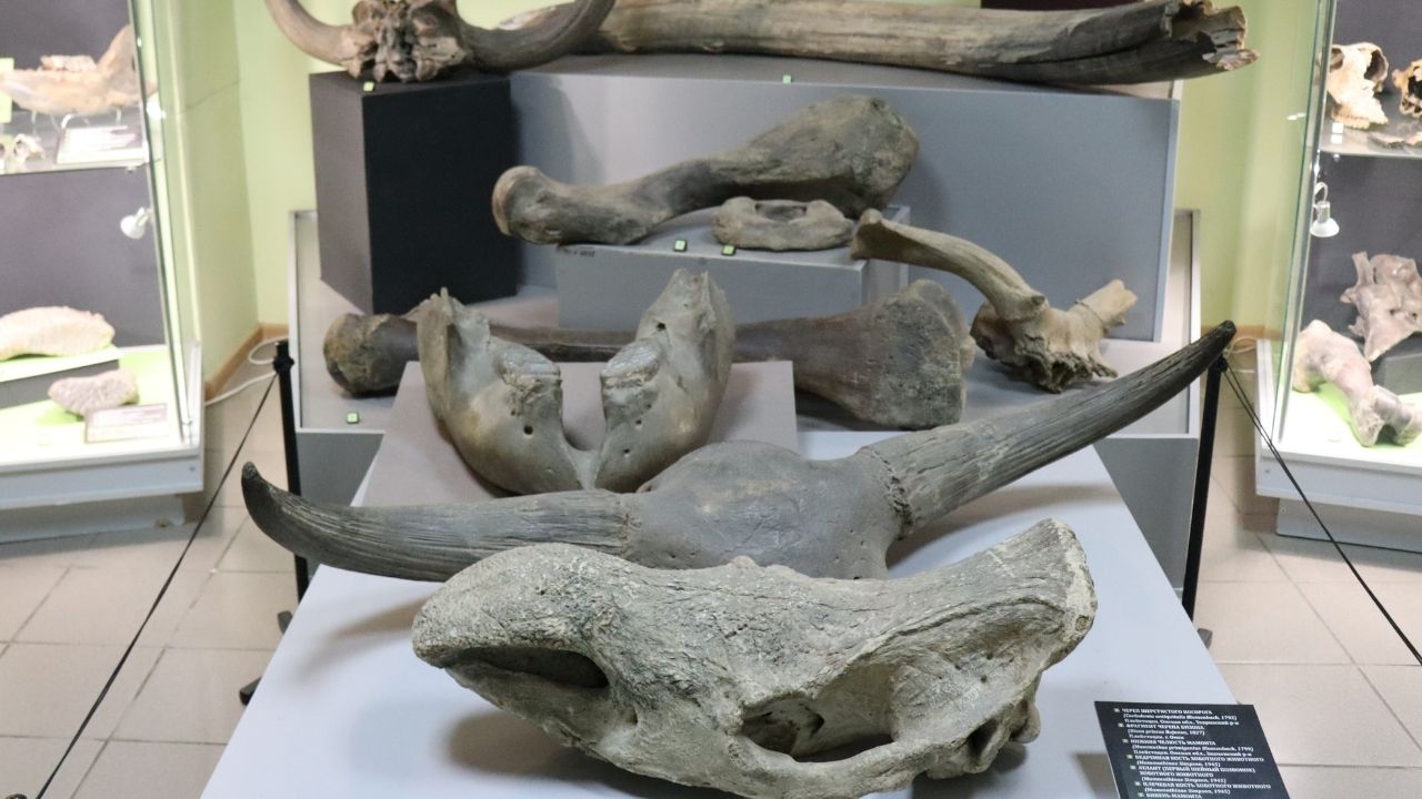 Остатки ископаемых животных четвертичного периода