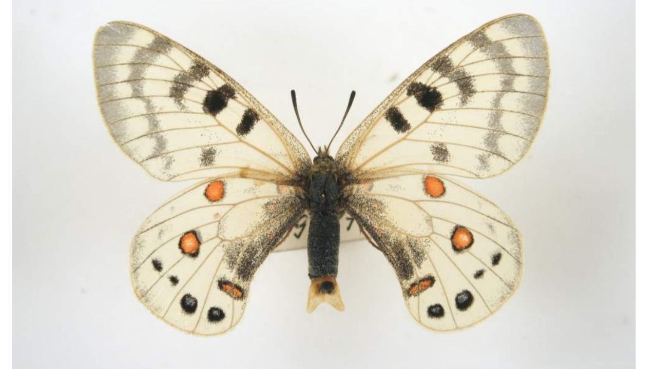 Бабочка из семейства Парусники  - Аполлон Чарльтона.  Средняя Азия.