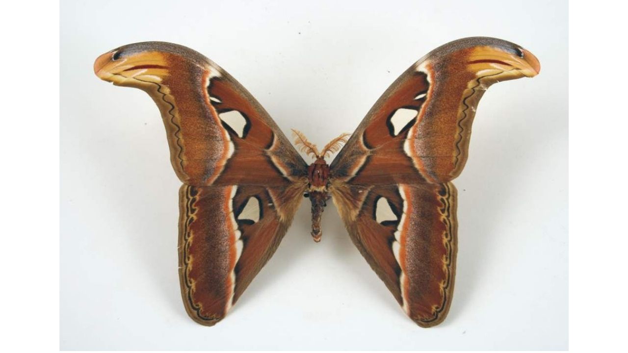 Бабочка из семейства Павлиноглазки - Аттакус Атлас (Князь тьмы). Юго-Восточная Азия
