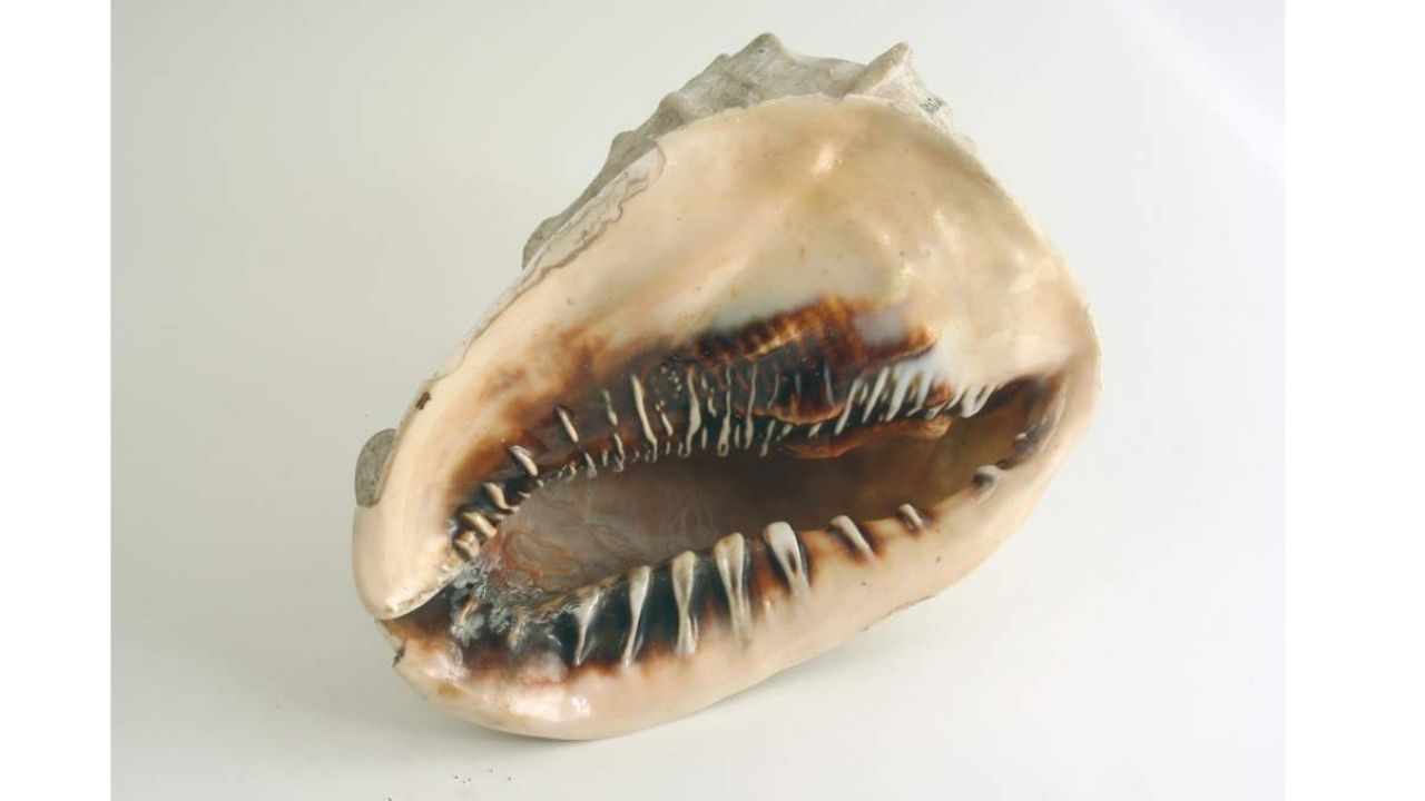 Раковина брюхоногого моллюска. Кассис мадагаскарский. Индийский океан
