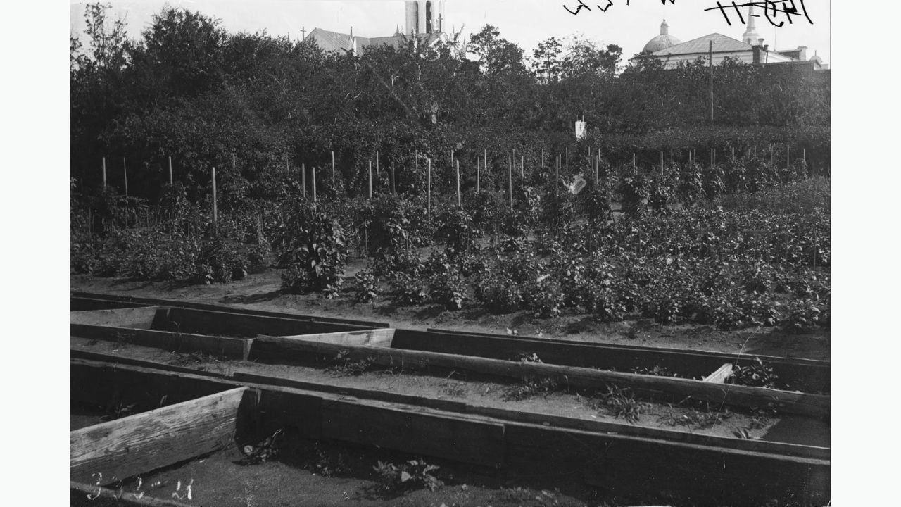 Ботанический сад музея, 1920-е гг.